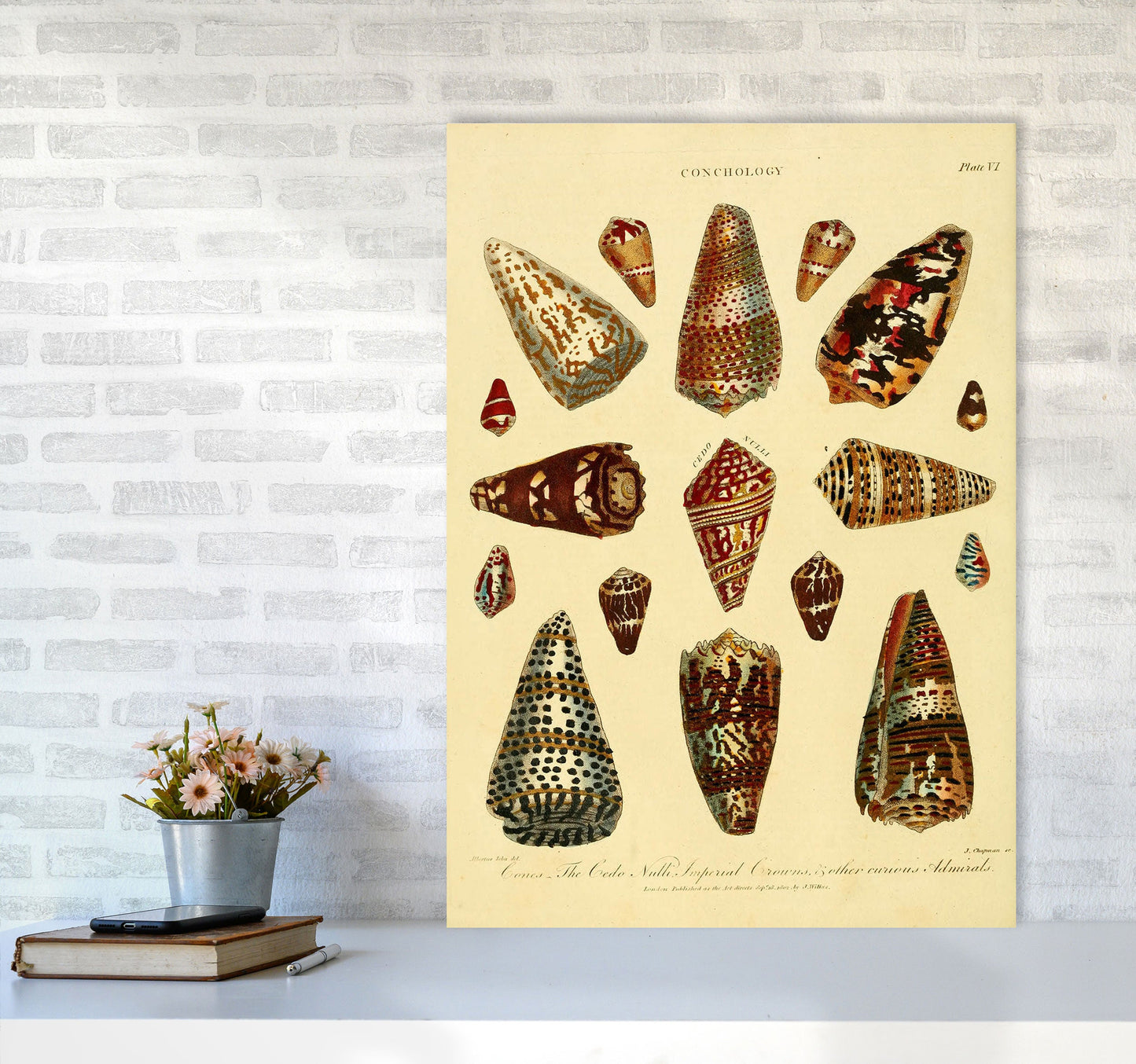 Conchologie Illustration 2 Kunstdruck