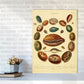 Conchologie Illustrationskunst Druck