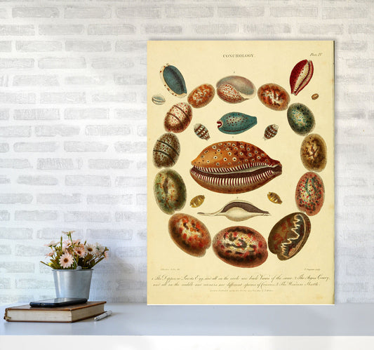 Conchologie Illustrationskunst Druck