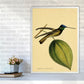 Kronen-Hummervogel-Kunstdruck