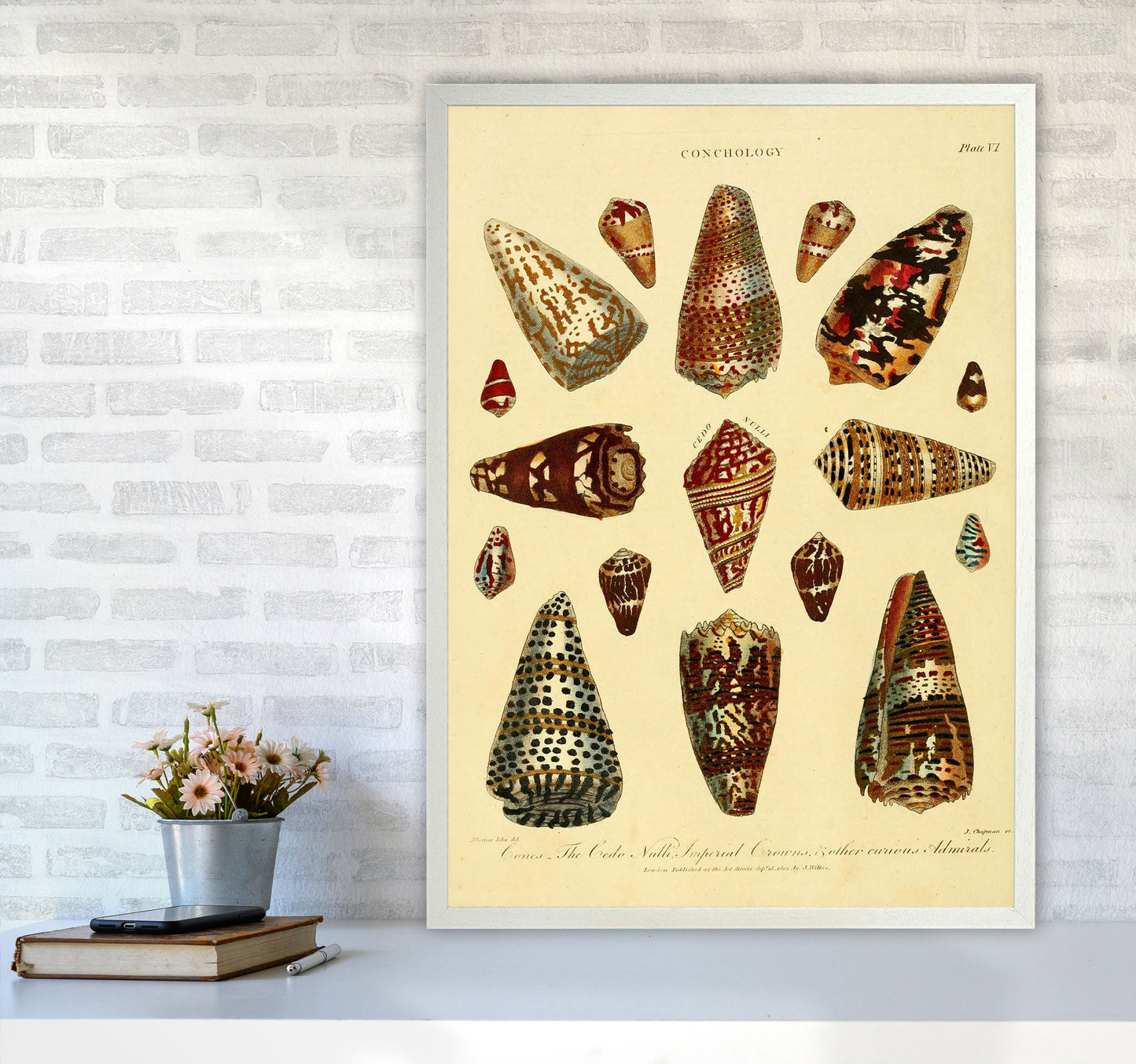 Conchologie Illustration 2 Kunstdruck