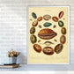 Conchologie Illustrationskunst Druck