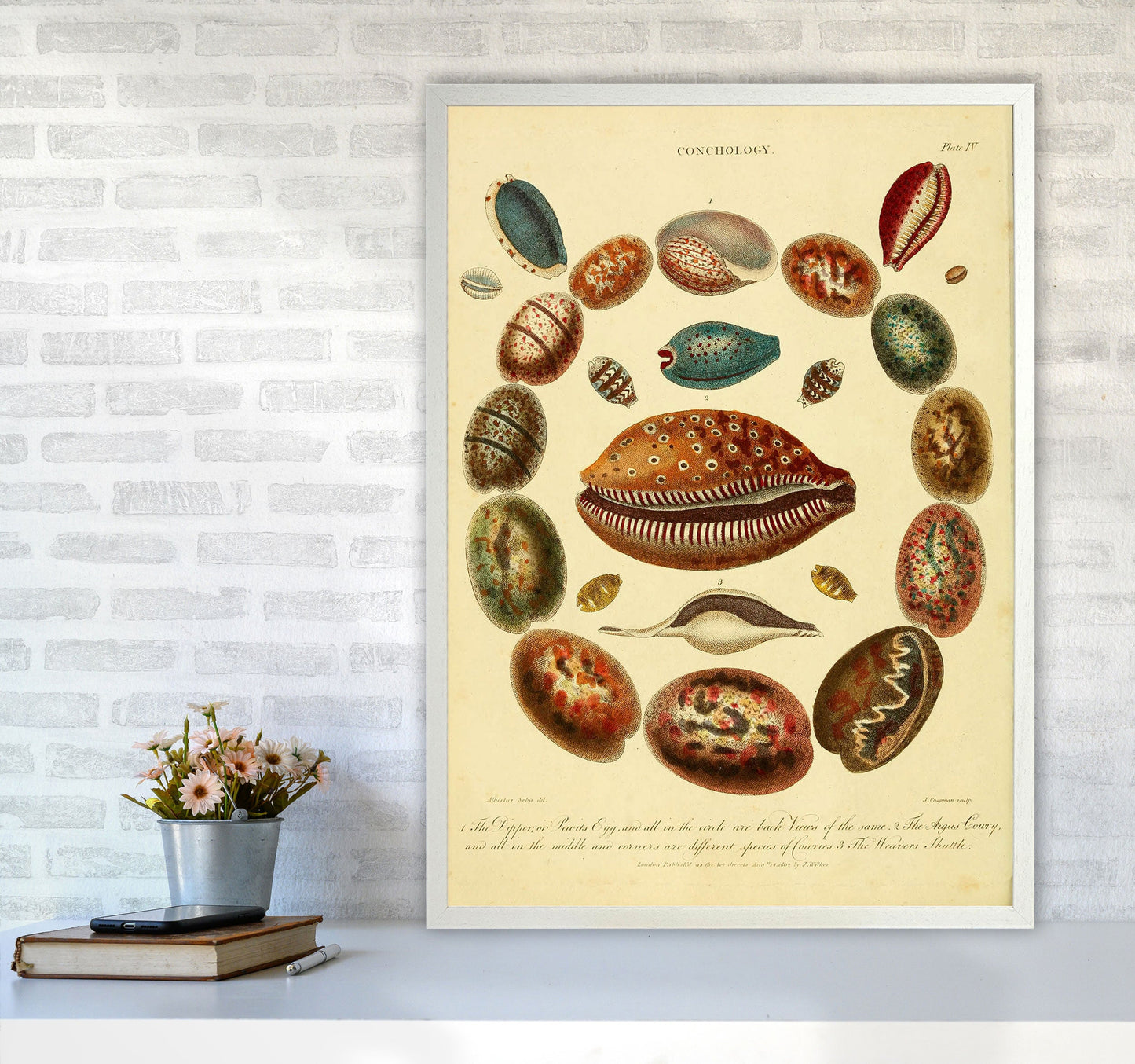 Conchologie Illustrationskunst Druck