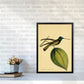 Kronen-Hummervogel-Kunstdruck
