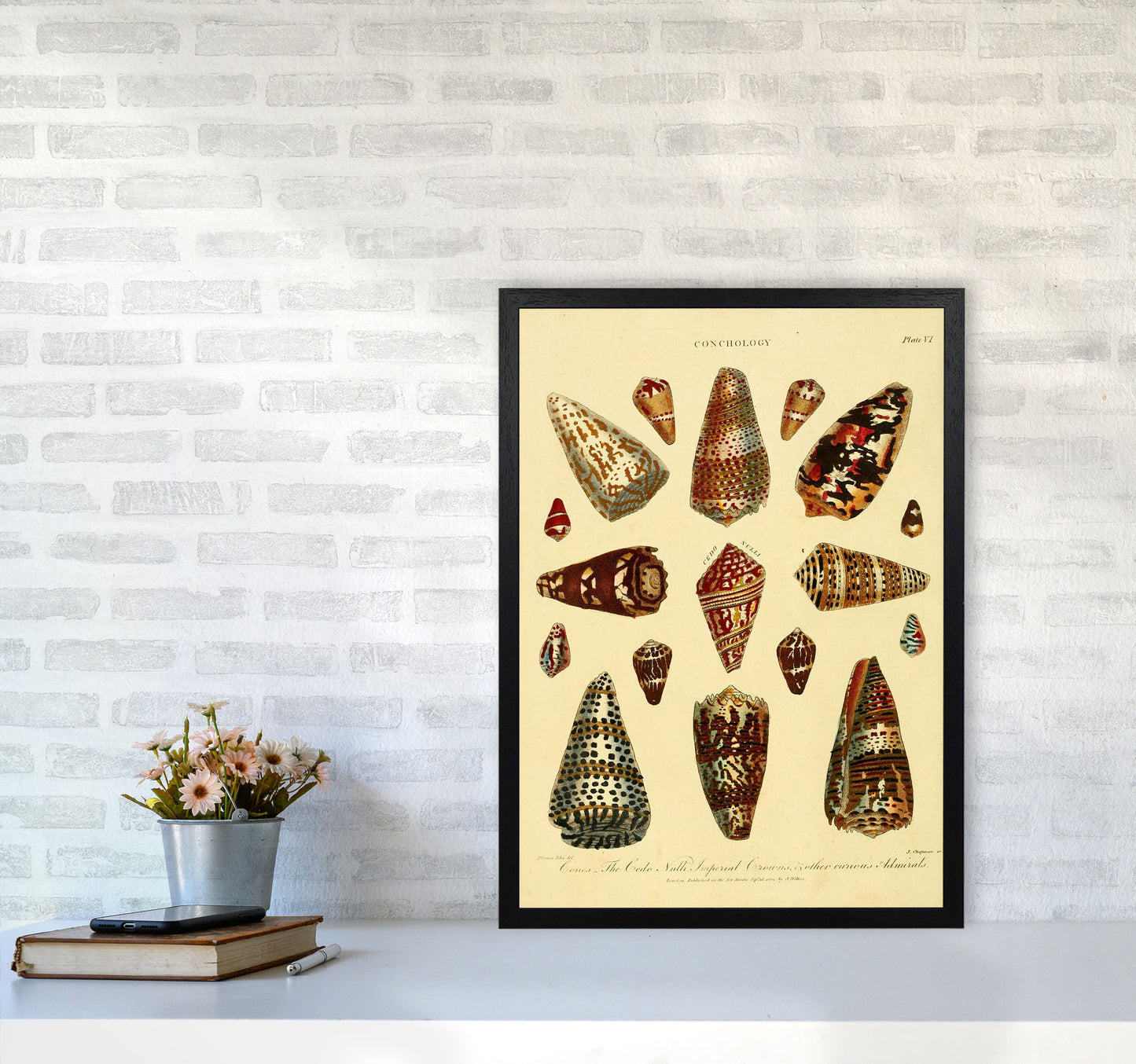 Conchologie Illustration 2 Kunstdruck