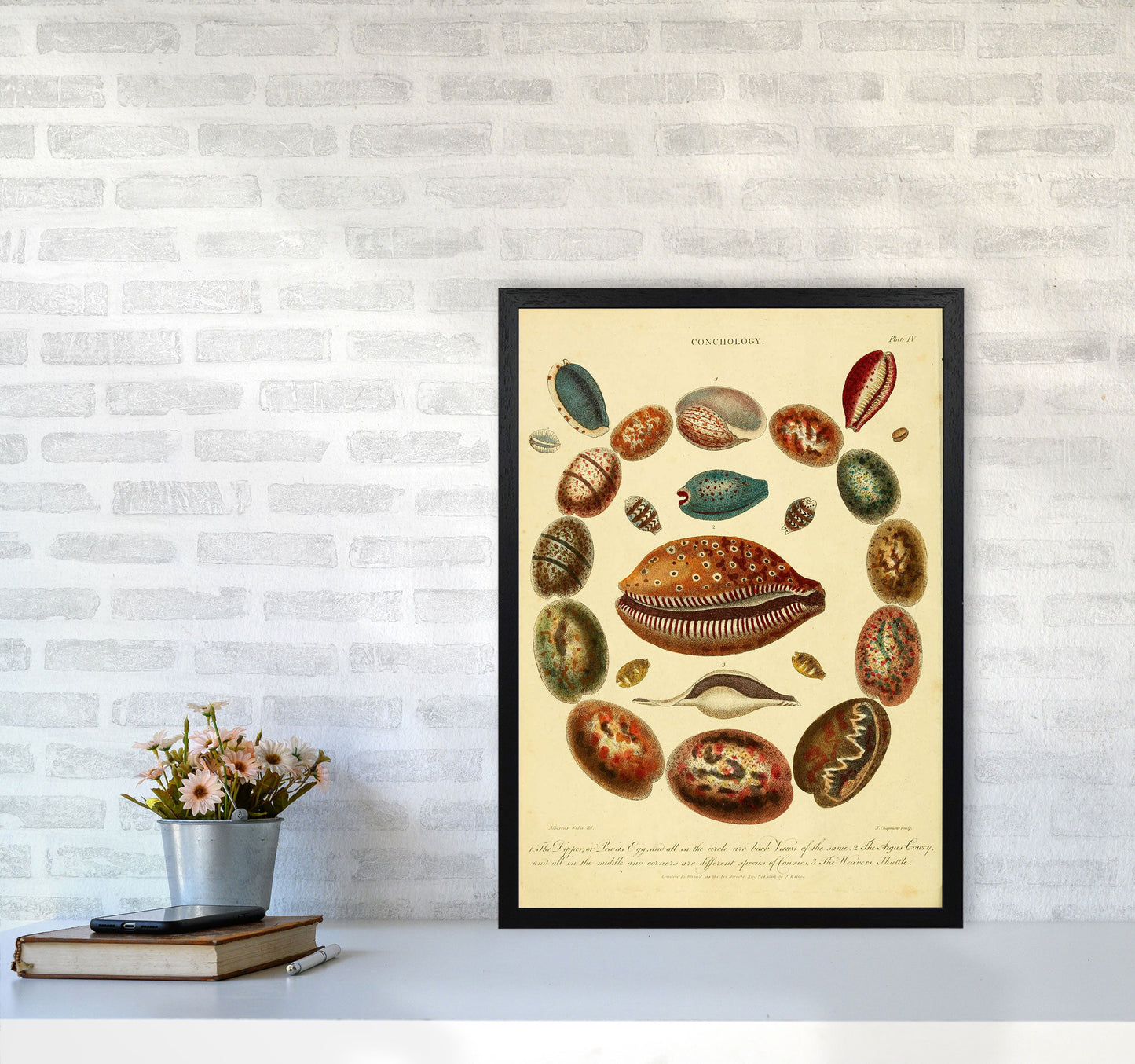 Conchologie Illustrationskunst Druck