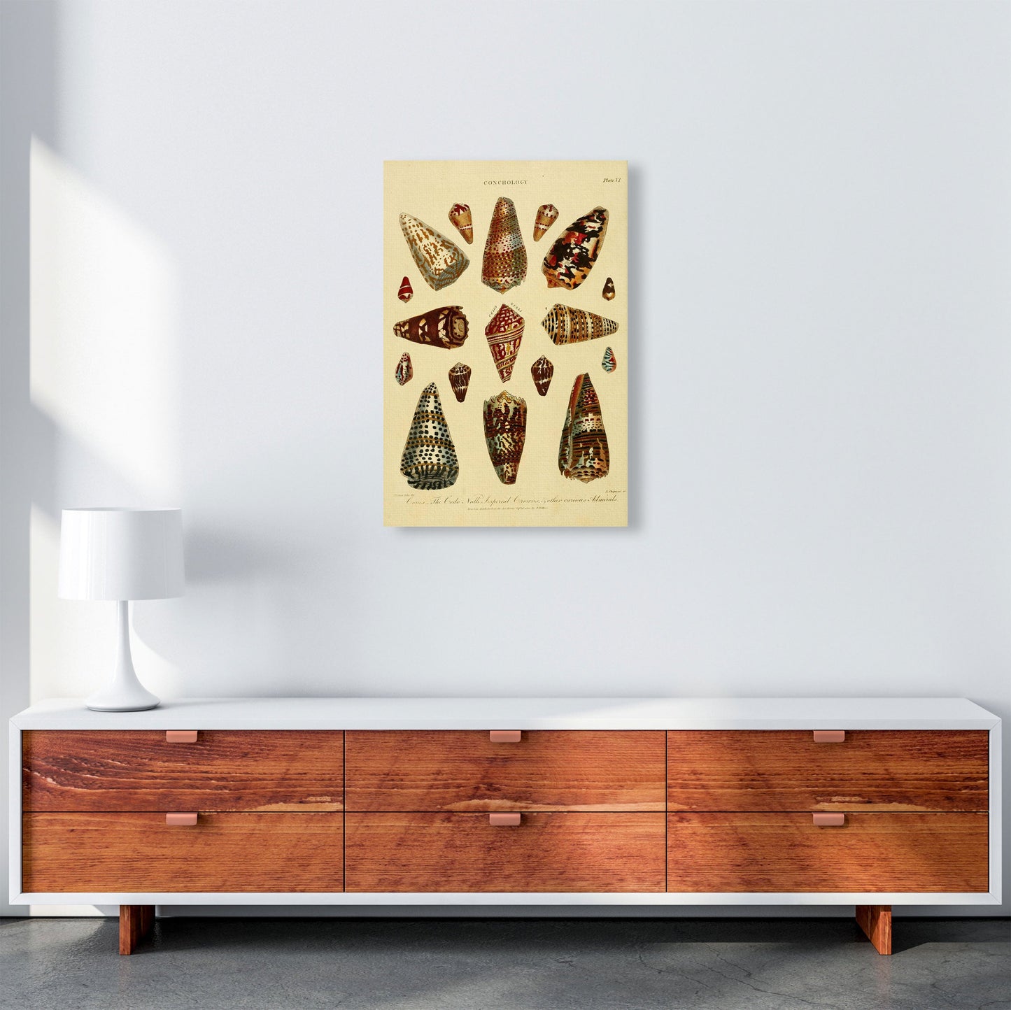 Conchologie Illustration 2 Kunstdruck