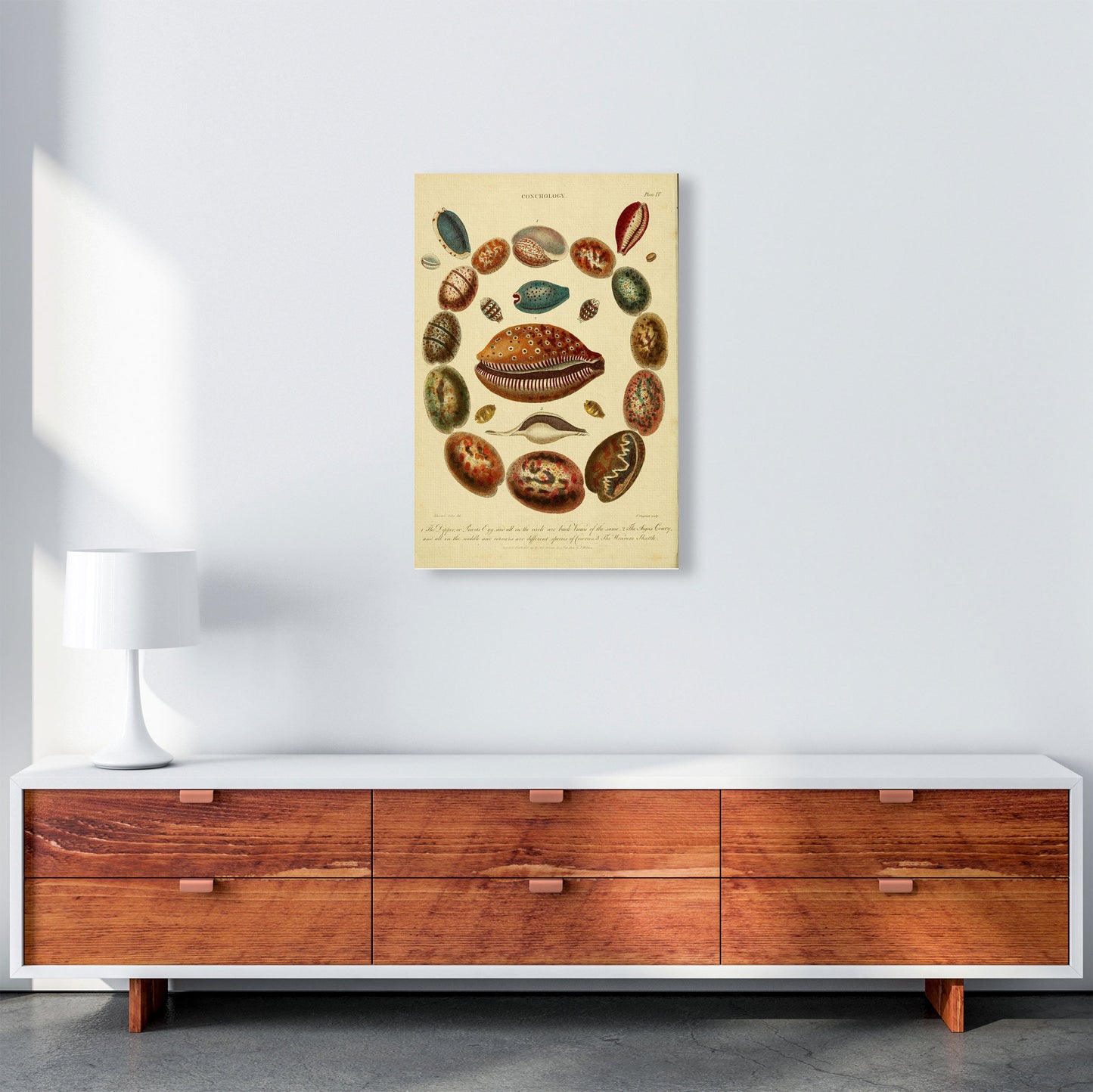 Conchologie Illustrationskunst Druck