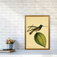 Kronen-Hummervogel-Kunstdruck