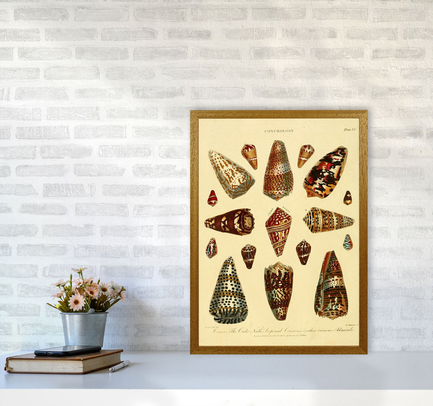 Conchologie Illustration 2 Kunstdruck