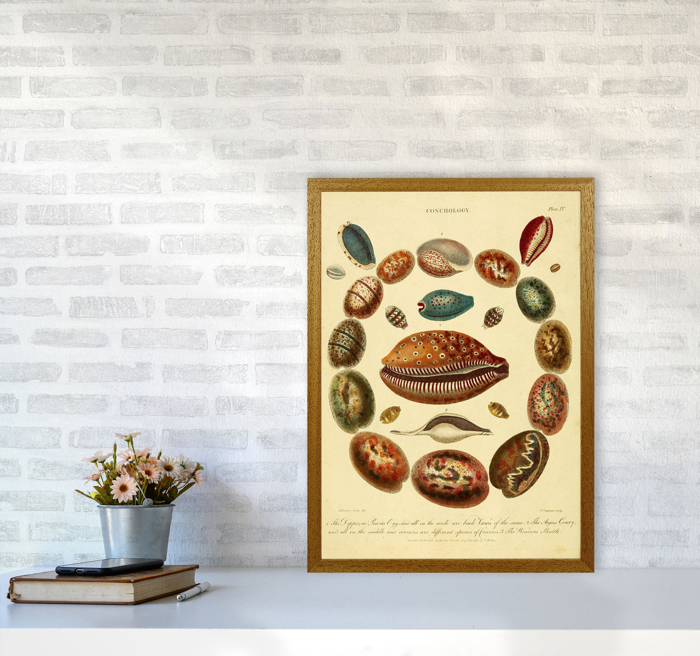 Conchologie Illustrationskunst Druck