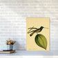 Kronen-Hummervogel-Kunstdruck