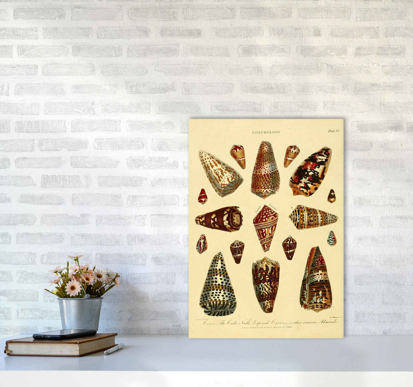 Conchologie Illustration 2 Kunstdruck