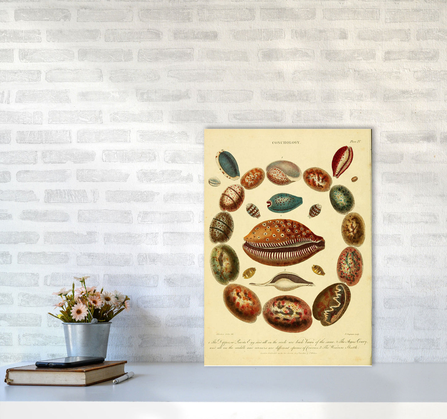 Conchologie Illustrationskunst Druck