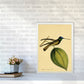 Kronen-Hummervogel-Kunstdruck