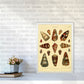 Conchologie Illustration 2 Kunstdruck