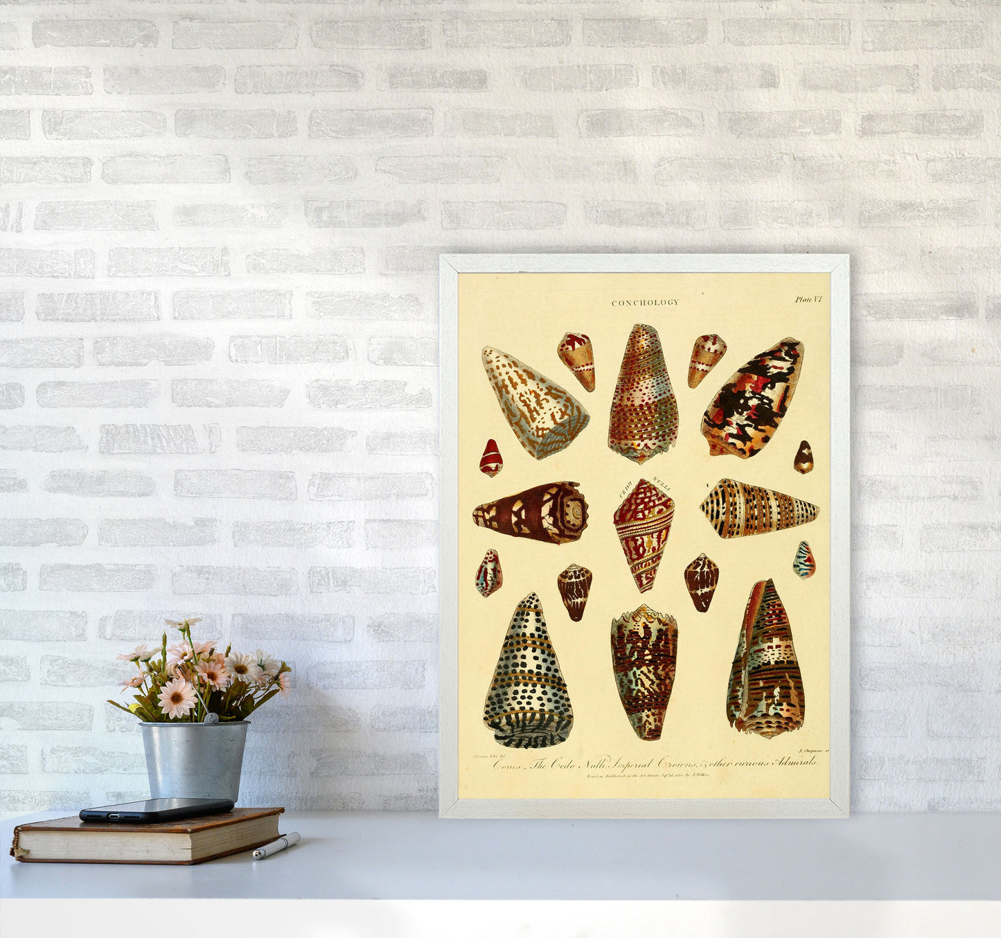 Conchologie Illustration 2 Kunstdruck