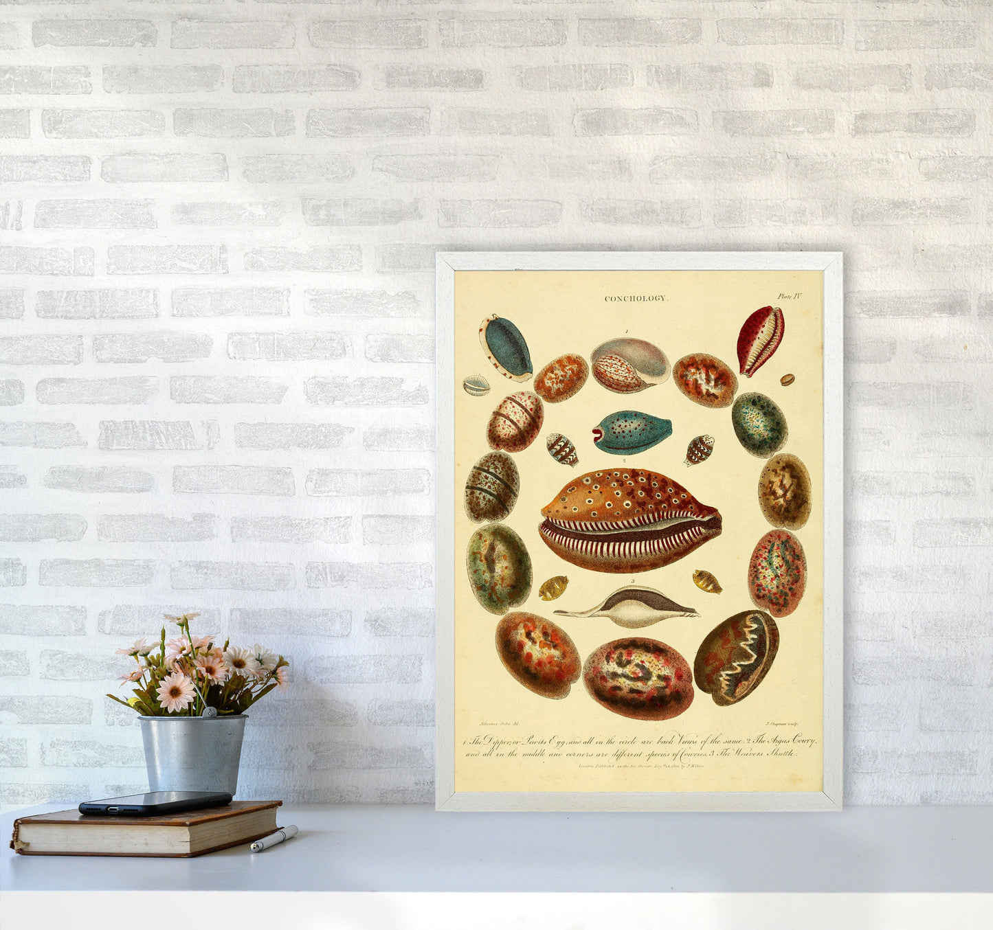 Conchologie Illustrationskunst Druck