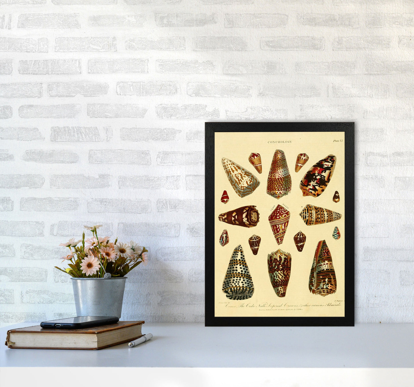 Conchologie Illustration 2 Kunstdruck