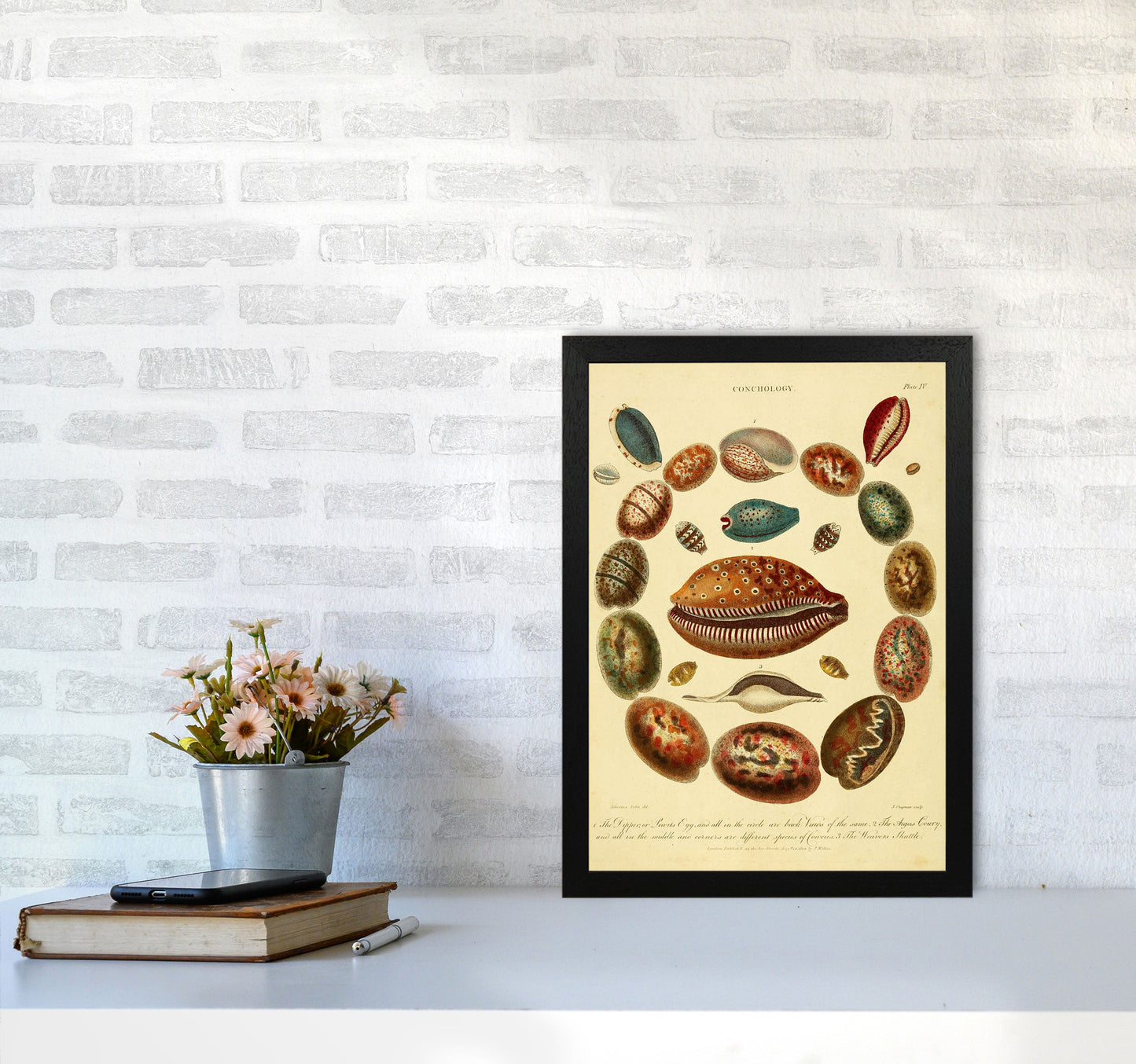 Conchologie Illustrationskunst Druck