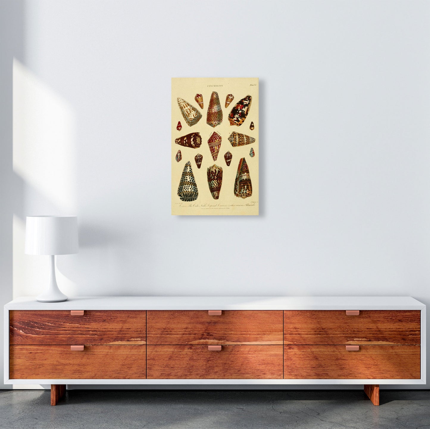 Conchologie Illustration 2 Kunstdruck