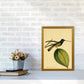 Kronen-Hummervogel-Kunstdruck