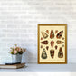Conchologie Illustration 2 Kunstdruck