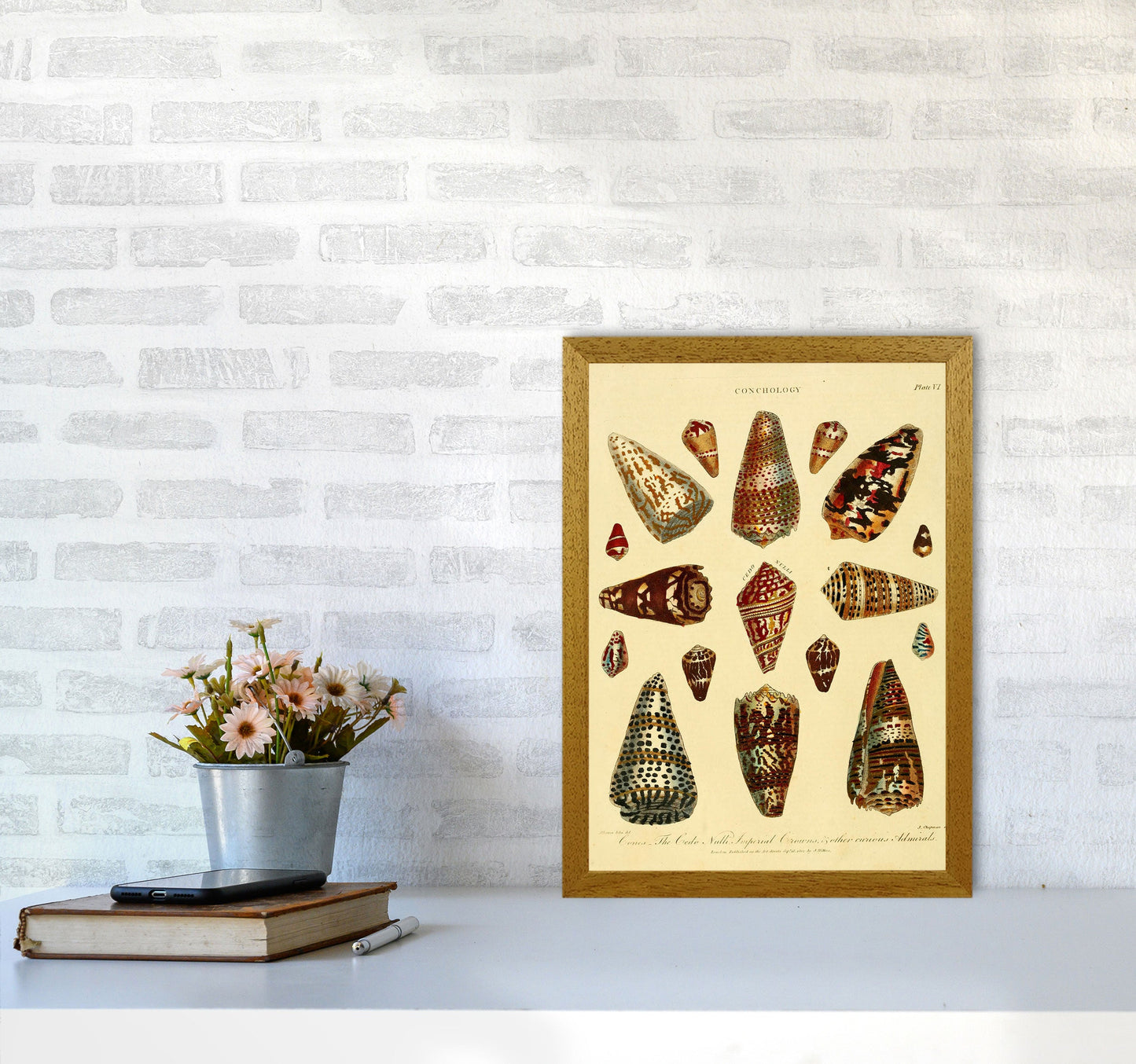 Conchologie Illustration 2 Kunstdruck