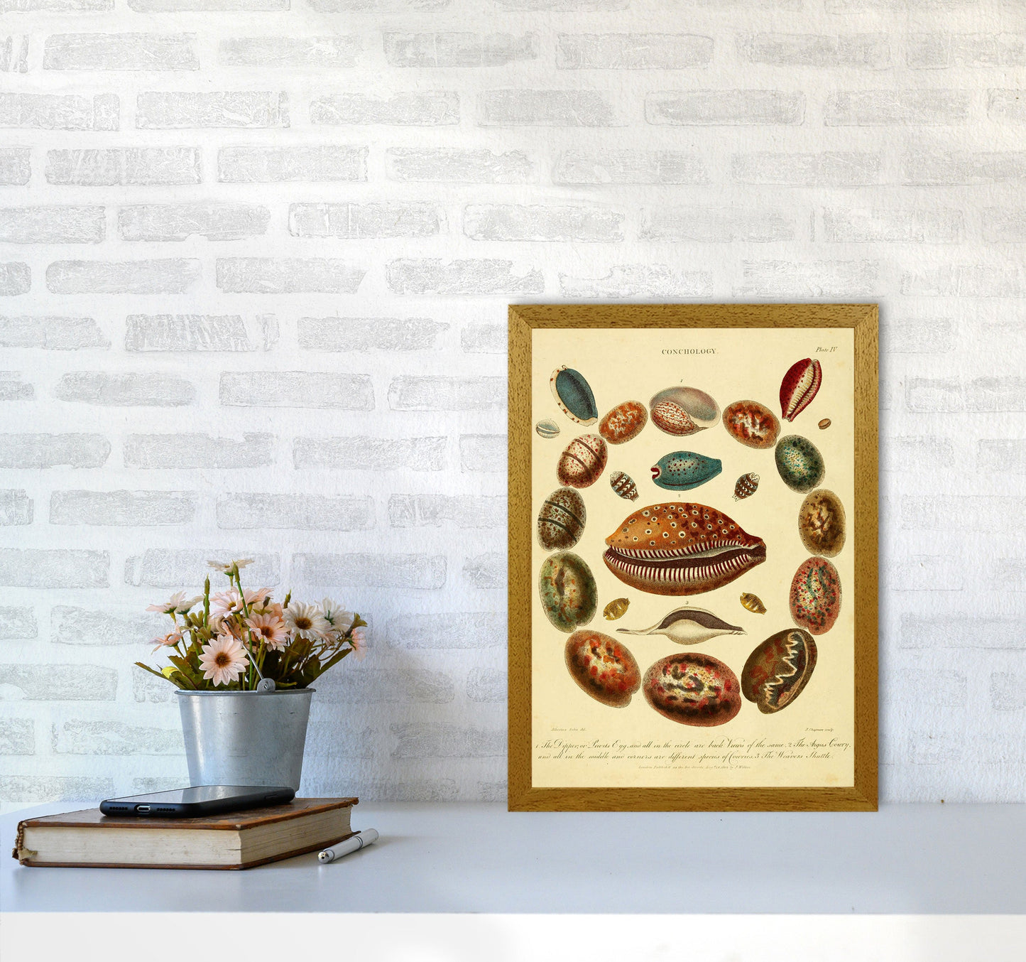 Conchologie Illustrationskunst Druck