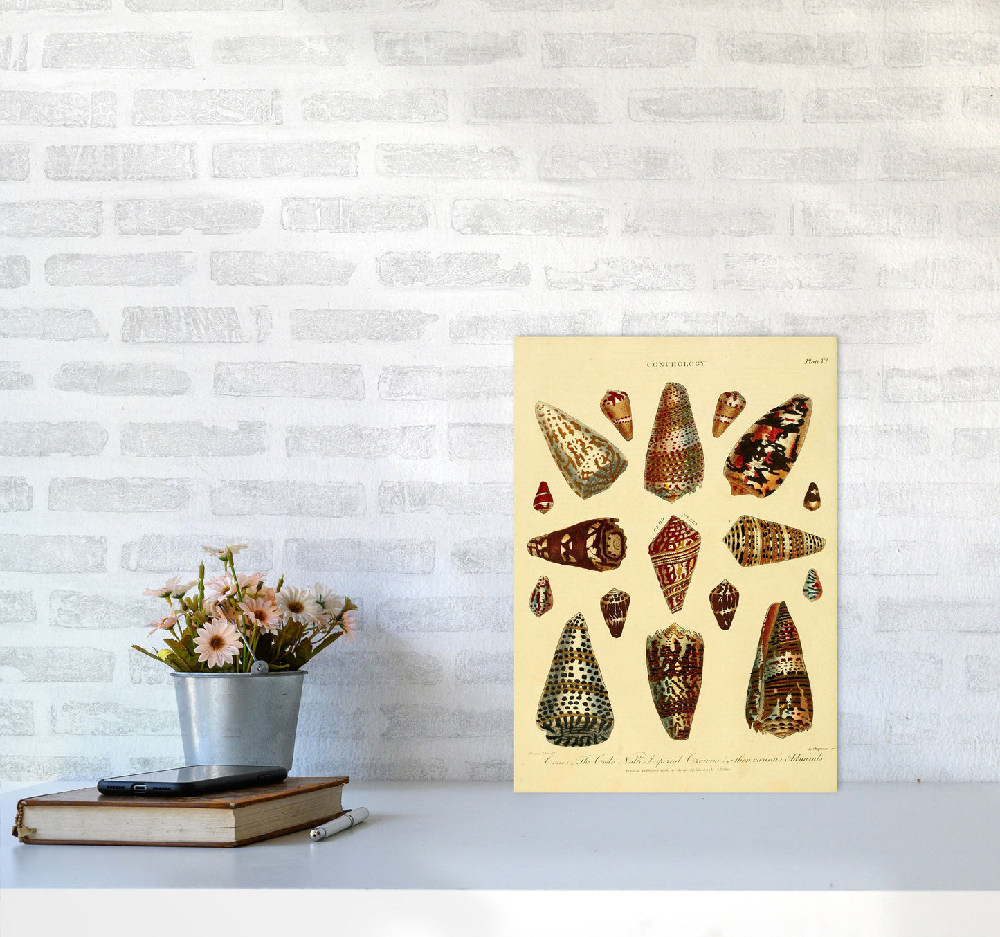 Conchologie Illustration 2 Kunstdruck