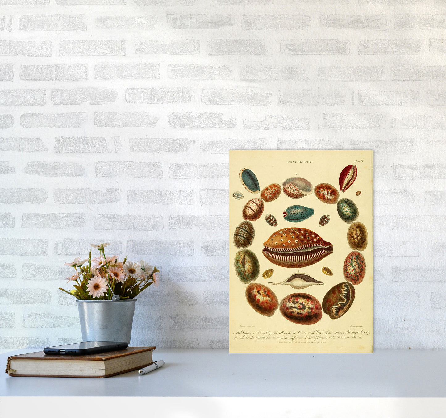 Conchologie Illustrationskunst Druck