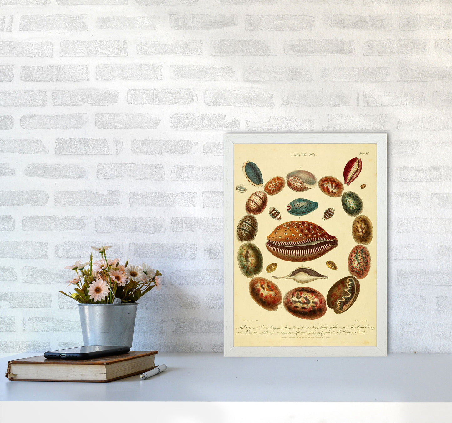 Conchologie Illustrationskunst Druck
