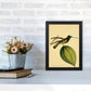 Kronen-Hummervogel-Kunstdruck