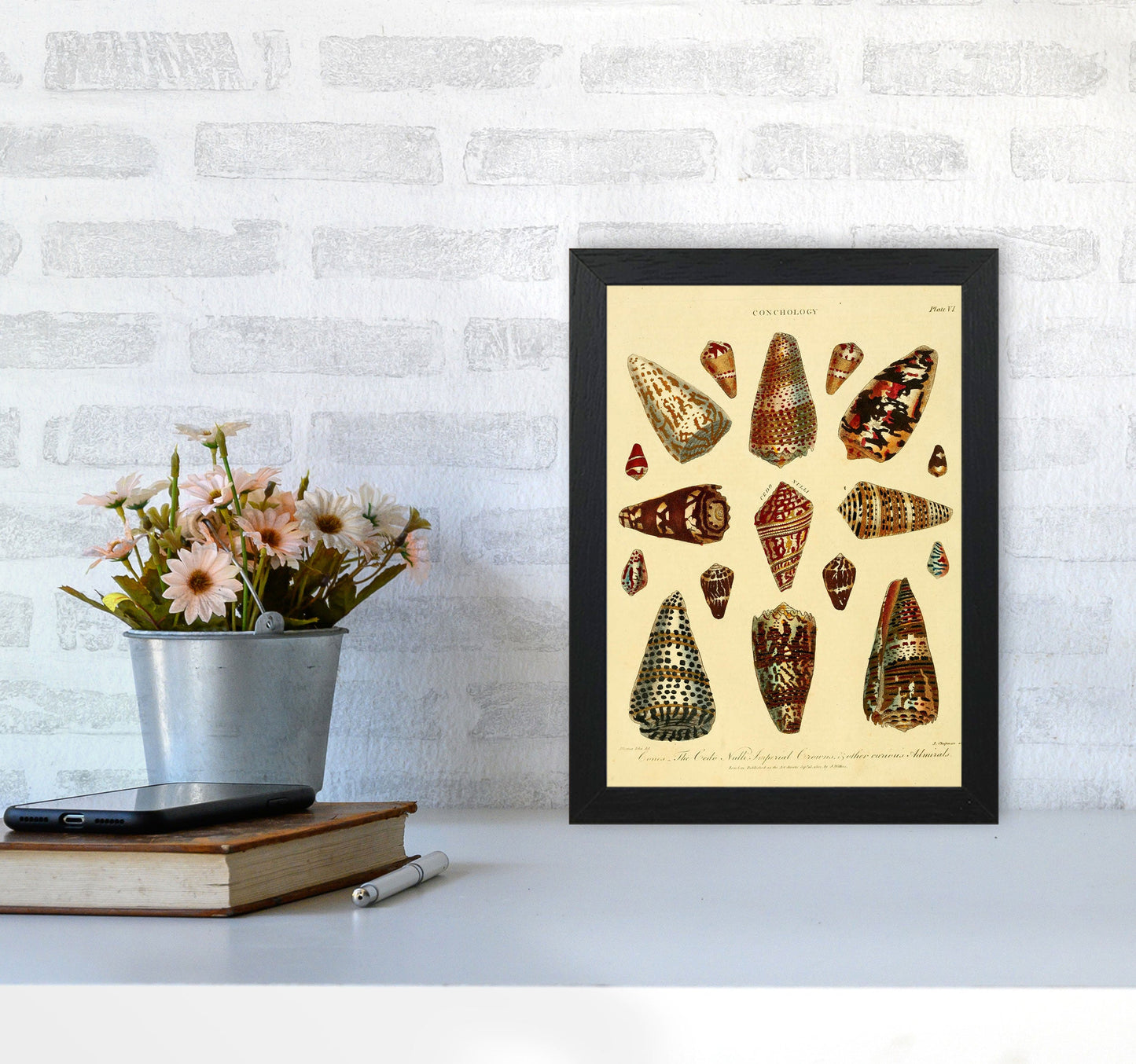 Conchologie Illustration 2 Kunstdruck