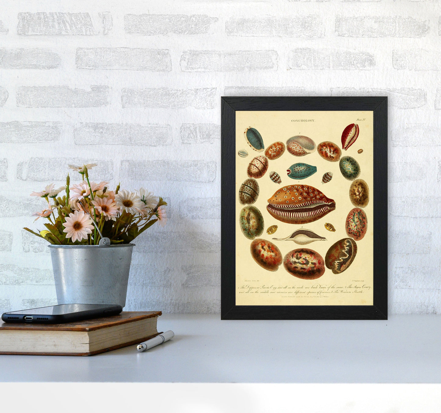 Conchologie Illustrationskunst Druck