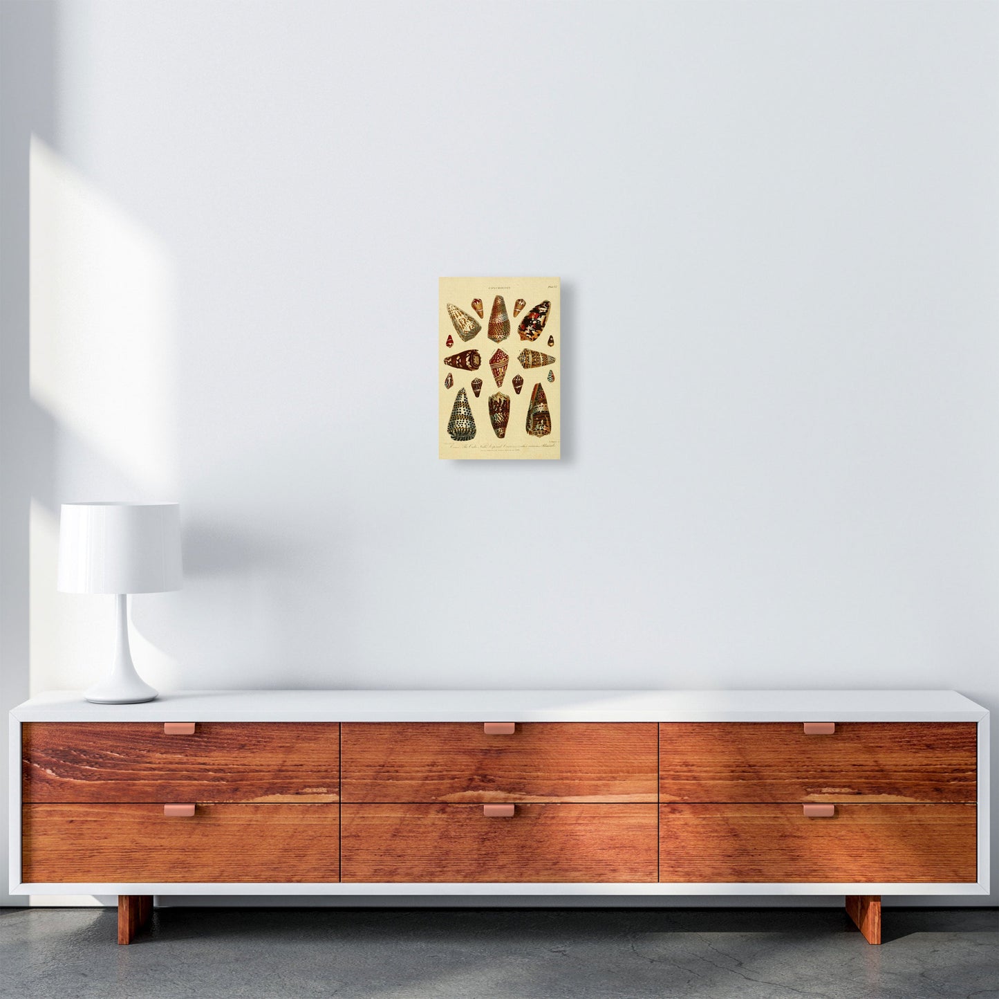 Conchologie Illustration 2 Kunstdruck