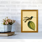 Kronen-Hummervogel-Kunstdruck