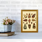 Conchologie Illustration 2 Kunstdruck