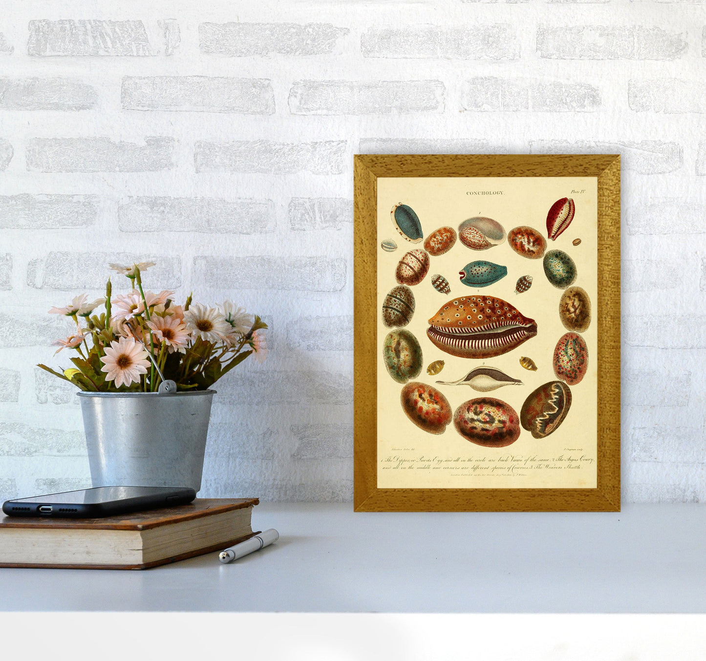 Conchologie Illustrationskunst Druck
