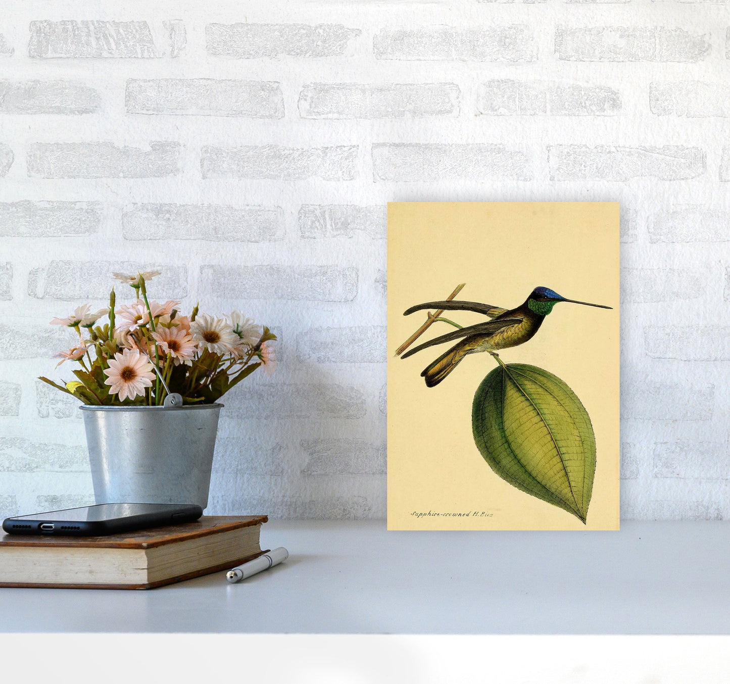 Kronen-Hummervogel-Kunstdruck