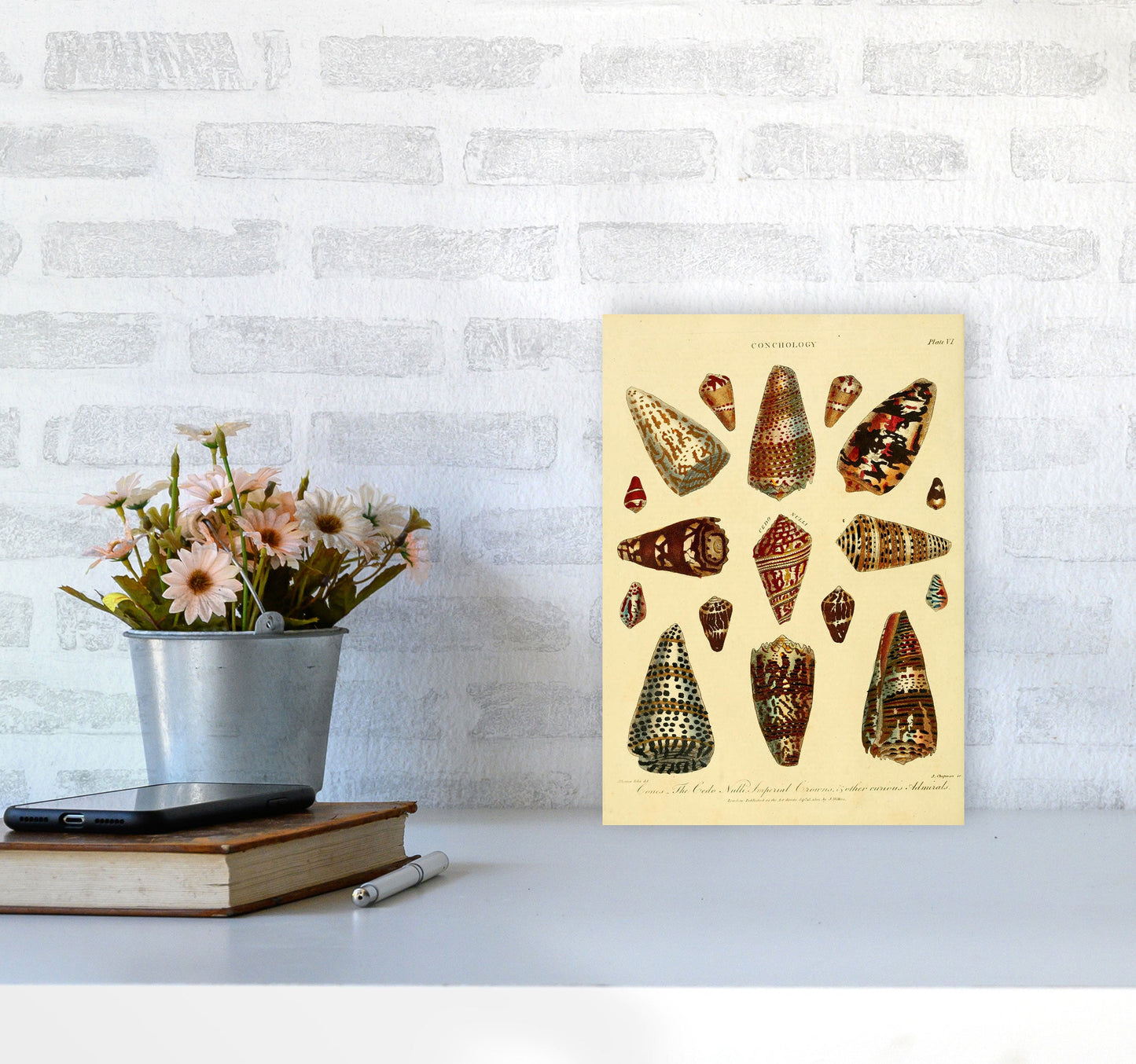 Conchologie Illustration 2 Kunstdruck