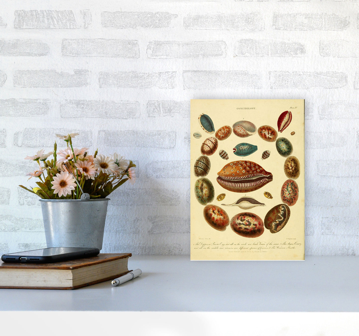 Conchologie Illustrationskunst Druck