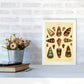 Conchologie Illustration 2 Kunstdruck