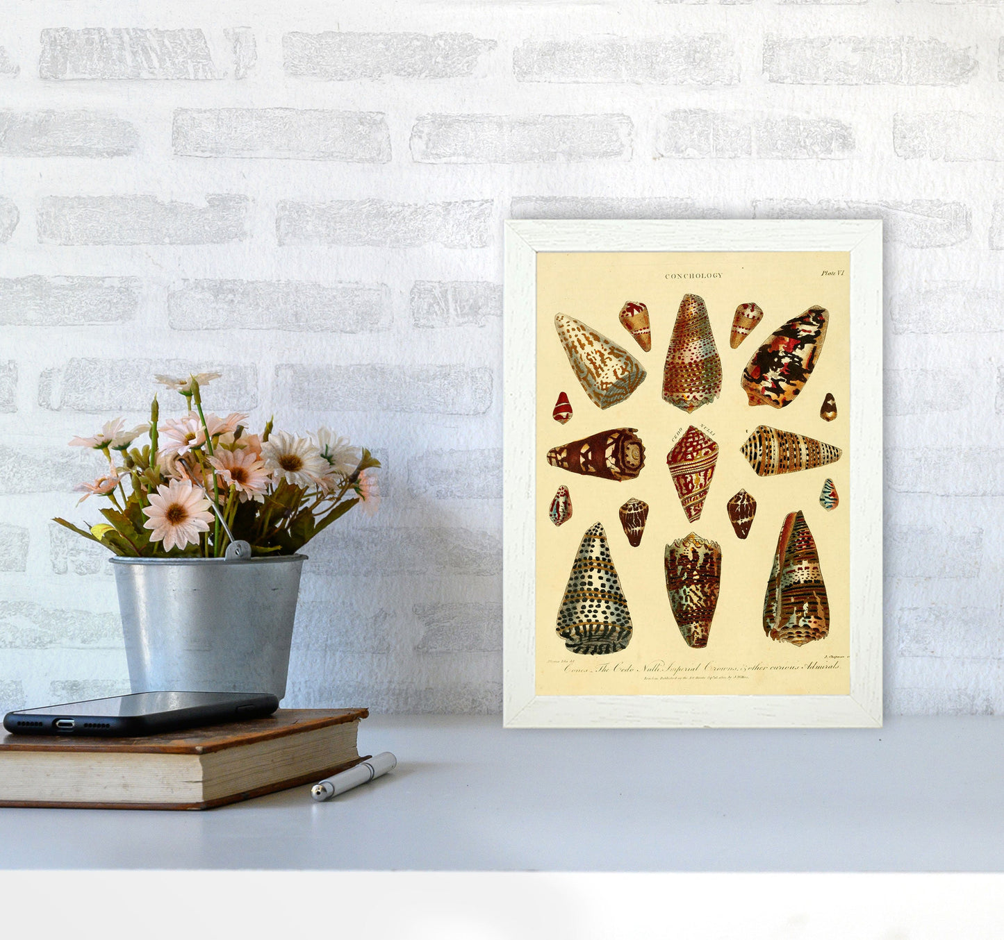 Conchologie Illustration 2 Kunstdruck