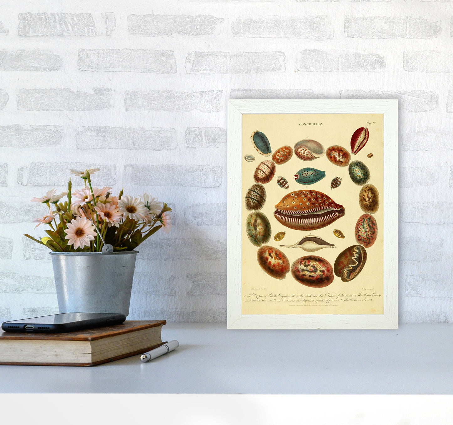 Conchologie Illustrationskunst Druck