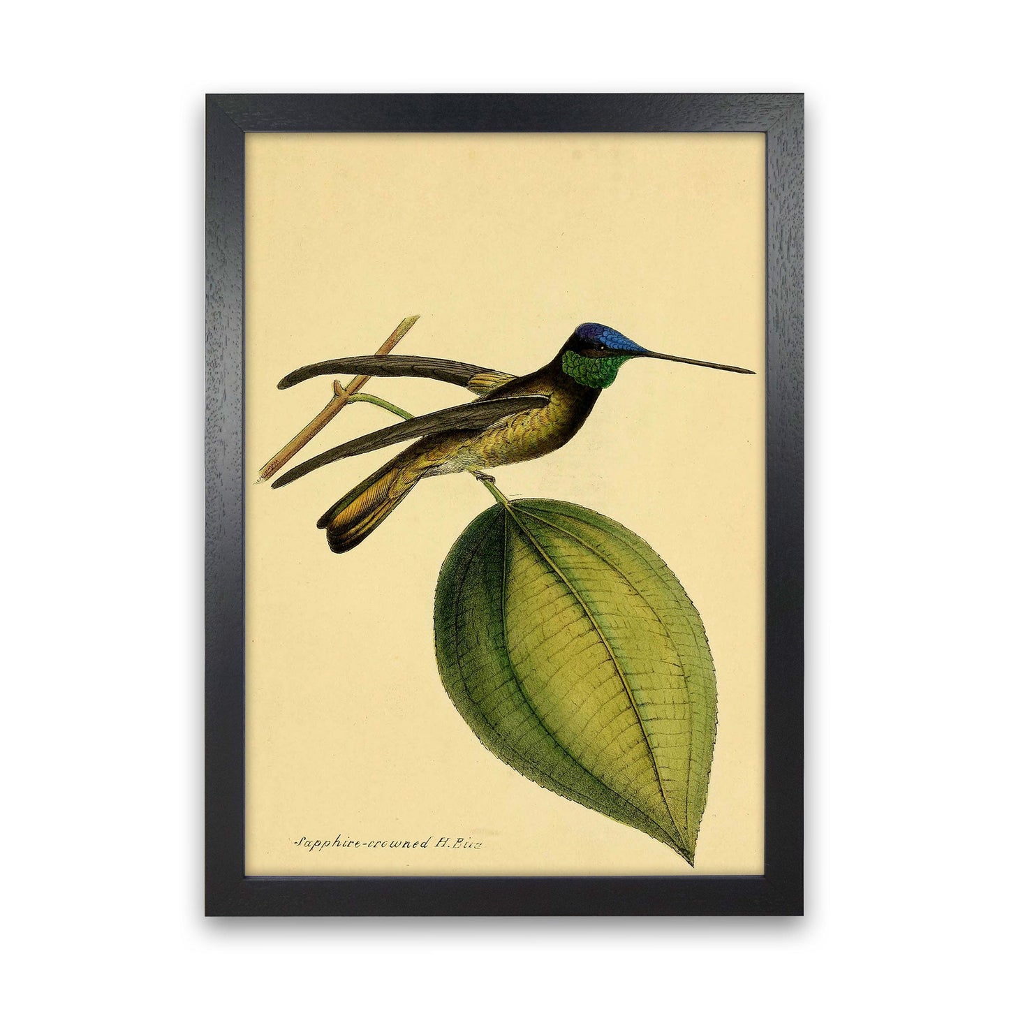 Kronen-Hummervogel-Kunstdruck