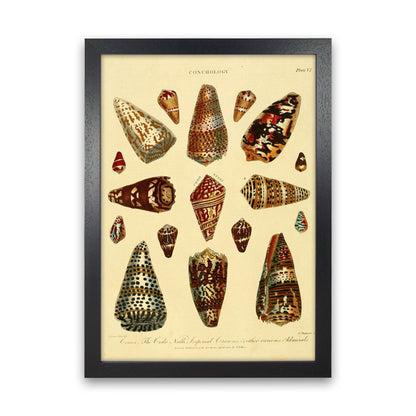 Conchologie Illustration 2 Kunstdruck