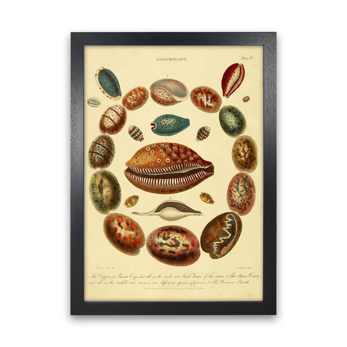 Conchologie Illustrationskunst Druck