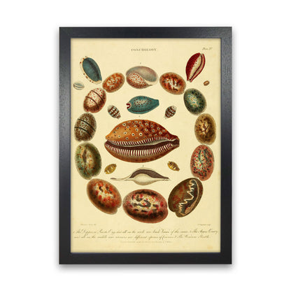 Conchologie Illustrationskunst Druck