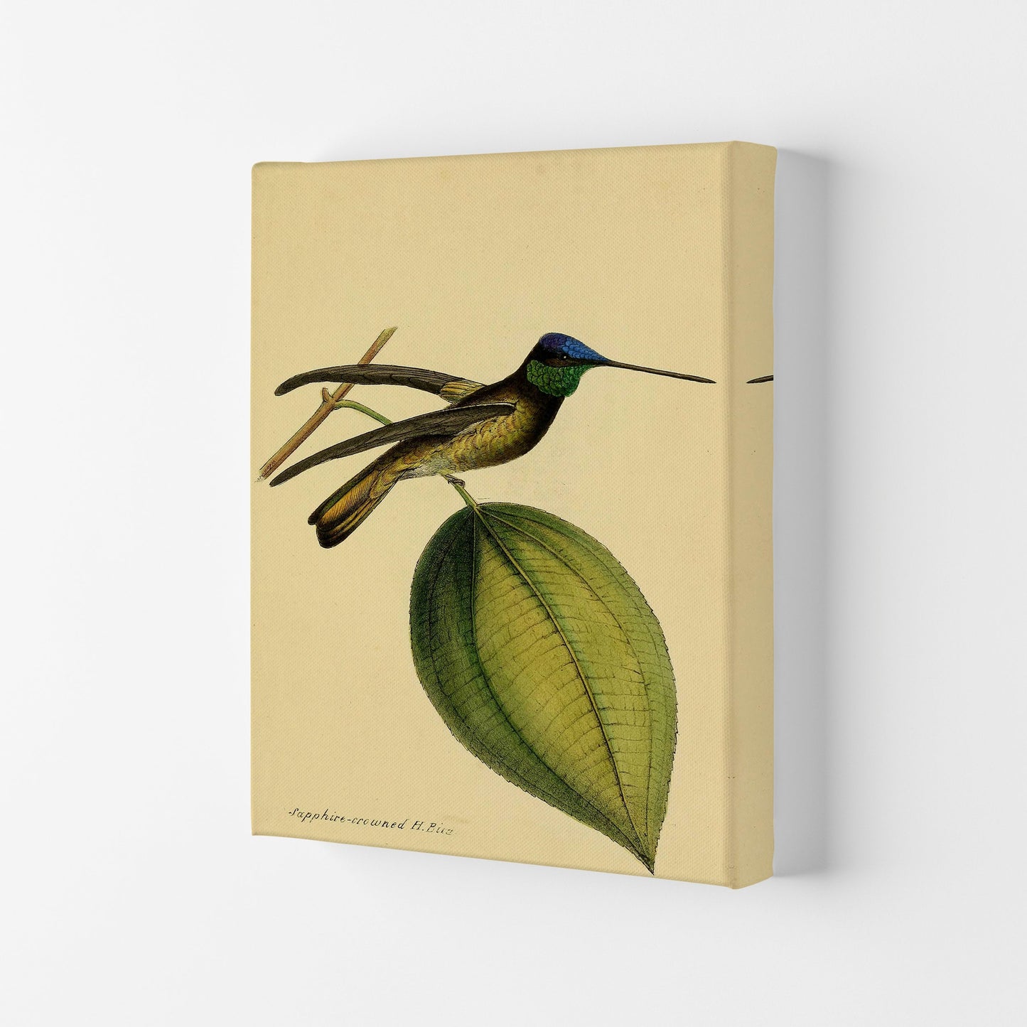 Kronen-Hummervogel-Kunstdruck